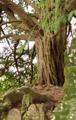 Tree At Blarney