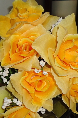 Yellow Roses